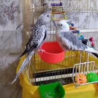 2عروس هلندی بازی گوش