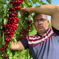 انواع نهال گردو و گیلاس لاپنز آمریکایی و...