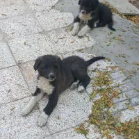 واگذاری توله قدرجونی دوماه بشرت|سگ|اصفهان, طاحونه|دیوار