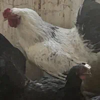 فروش خروس برهما