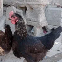 مرغ و خروس در بندر خمیر|حیوانات مزرعه|خمیر, |دیوار