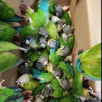 گیرینچیک دستی سرلاکیـ - نرمه خور - دونخور|پرنده|خمینی‌شهر, |دیوار