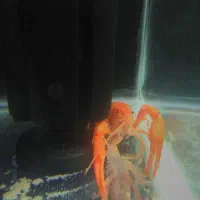 انواع ماهی کالر پرت گوپی تایگر کوی چانافروش معاوضه|ماهی|کرج, گلشهر|دیوار