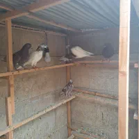 فروش کبوتر