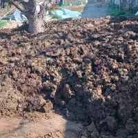 کود گاوی تازه و خالص از دامداری