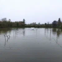 فروش ماهی گرم آبی چهار نوع