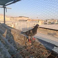 کبوتر