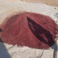 لوبیاقرمزدرشت وتازه مکان بیدستان