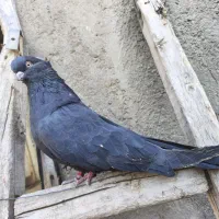 کفتر زاغ ماده|پرنده|کبودرآهنگ, |دیوار