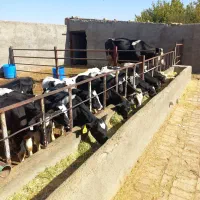 گوساله نر هلشتاین شیر گرفته|حیوانات مزرعه|شال, |دیوار