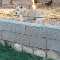 توله نر خراسانی