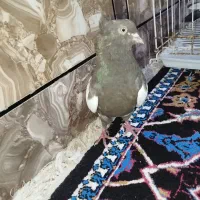 کبوتر سینه ای