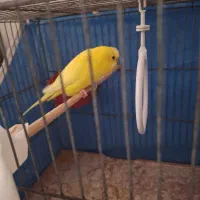 عروس هلندی مرغ عشق