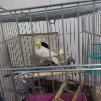 عروس هلندی|پرنده|اسفرورین, |دیوار