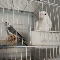 عروس هلندی البینو|پرنده|مشهد, مشکینی (شهرک غرب)|دیوار