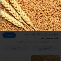 گندم آبی.آناتولی