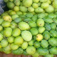 انبه تازه رودان