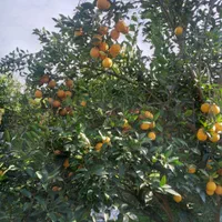 فروش زمین مسکونی ۱۸۰۰ متری در محیطی عالی|فروش زمین و ملک کلنگی|قائم‌شهر, |دیوار
