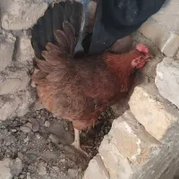 مرغ