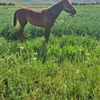 فروشی ببابت نداشتن جا