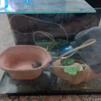 اکواریوم
