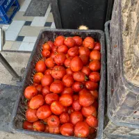 گوجه ولایتی و تخمه مرغی عیار بالا