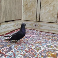 اشعل|پرنده|اهواز, الصافی|دیوار