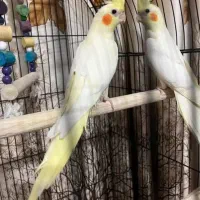 عروس هلندی ، طوطی برزیلی ، مرغ عشق ، قفس  لانه دان|پرنده|دهگلان, |دیوار