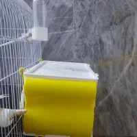 یک جفت عروس هلندی با جوجه|پرنده|قم, لسانی|دیوار