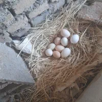 تخم مرغ بومی نطفه دار وخوراکی