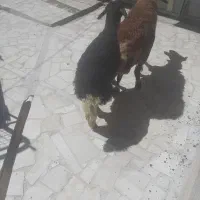 بره نر