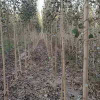 پکیج کامل نمایندگی نهال صنوبر-شروع سریع بدون تجربه|خدمات باغبانی و درختکاری|اردبیل, |دیوار