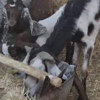 بز شیرا باکهره