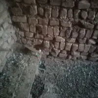 یهودی|پرنده|فرح دشت, |دیوار