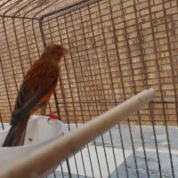 ۲ قناری مست مست دوتا باهم ۵میلیون .شوش