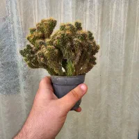 گل طبیعی کاکتوس صخره‌ای مینیاتوری