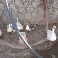 فروش تخم نتفه دار قو غاز و بوقلمون