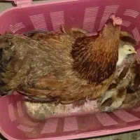 مرغ و جوجه
