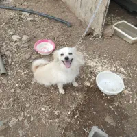 سگ پاکوتاه