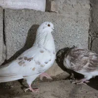 کبوتر گرگی|پرنده|تبریز, |دیوار