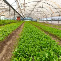 خانواده کاری مسلط به کشاورزی و کار گلخانه