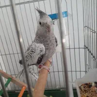 عروس هلندی ایزابلا دستی