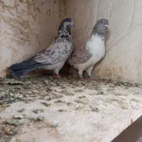 کبوتره پرشی خوش خال|پرنده|ساوه, |دیوار