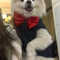 پامر اشپیتز یک سال نیم