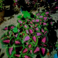 گل اپارتمانی|گل و گیاه طبیعی|قزوین, |دیوار