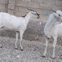 بز سومال|حیوانات مزرعه|بندرعباس, |دیوار