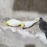 جوجه عروس دستی دان خور جوجه گرینچیک سرلاکی|پرنده|علیآباد کتول, |دیوار