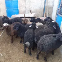 بره بره|حیوانات مزرعه|جوادآباد, |دیوار