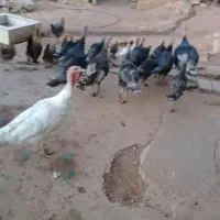 بوقلمون|حیوانات مزرعه|کوهدشت, |دیوار