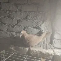 ماده کارل مولیمنز|پرنده|تربت‌حیدریه, بالا ولایت|دیوار